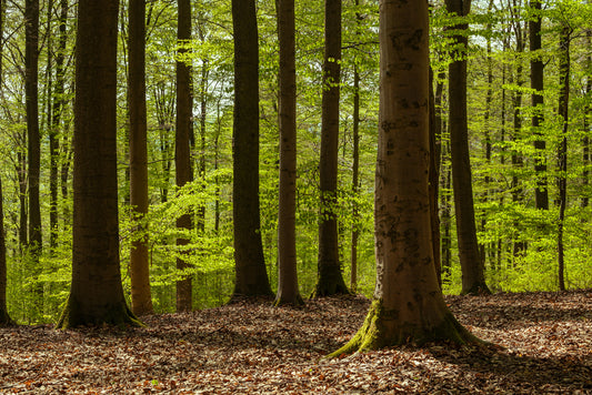 The Perfect Woods European Beech and North American Black Walnut